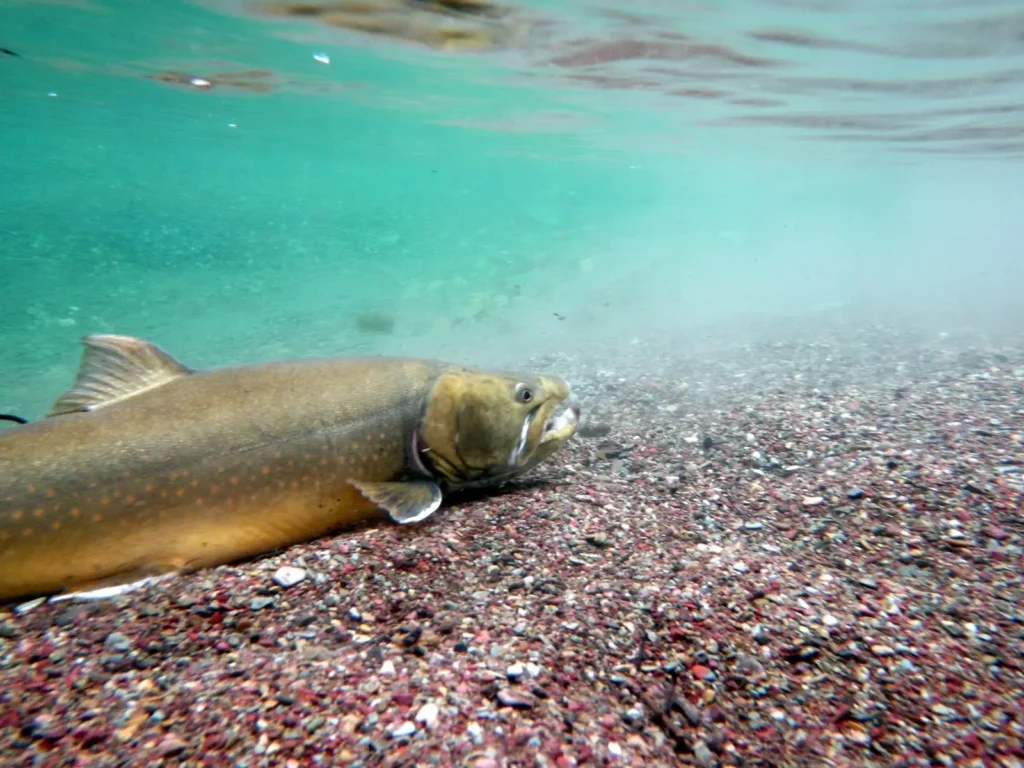 New web tool lets fish predict river conditions