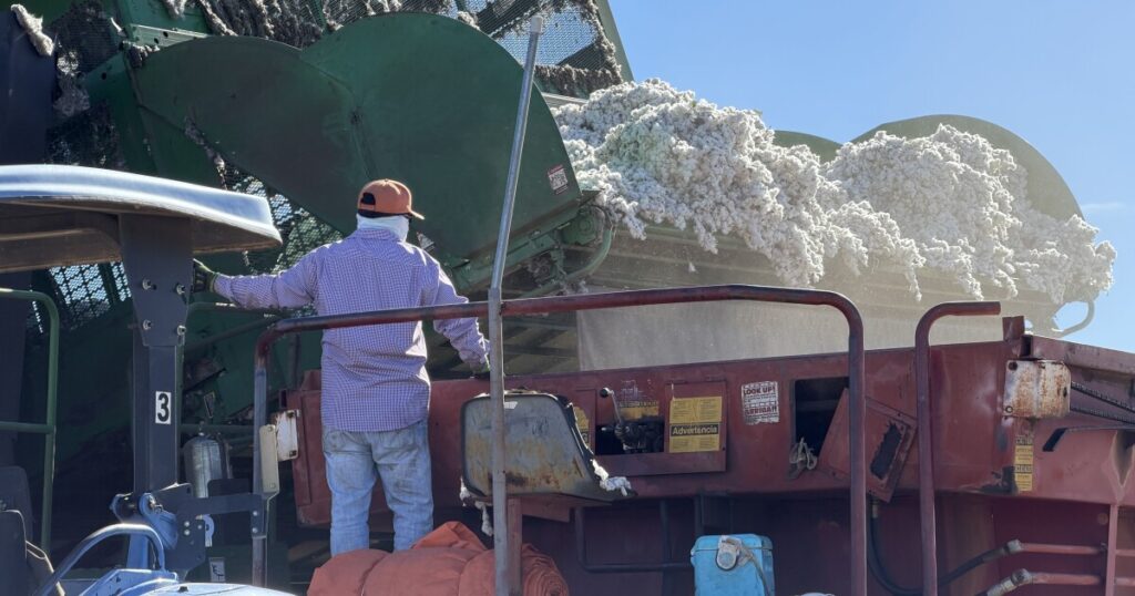 Arizona farmers hope to benefit from USDA cotton plan