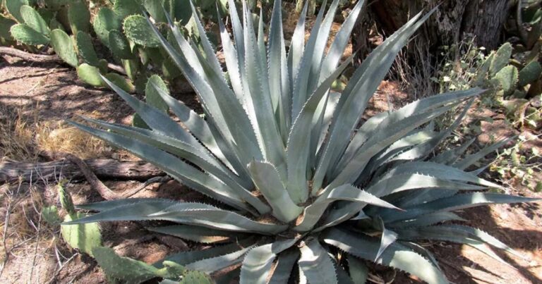 Ancient Agave: A Living Archive of Southwest Indigenous Heritage
