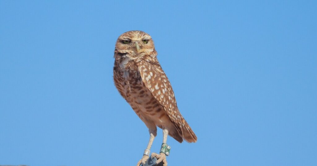 Burrowing Owls Thrive at Arizona Solar Farm with New Habitat Initiative