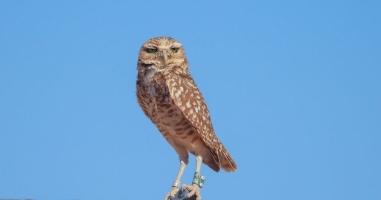 Burrowing Owls Thrive at Arizona Solar Farm with New Habitat Initiative