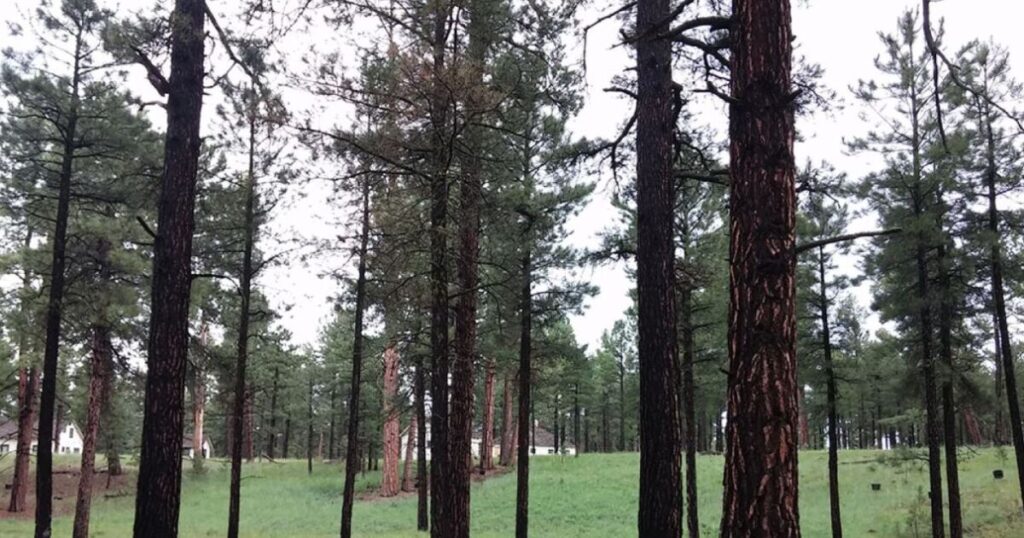 Coconino National Forest Begins Thinning to Combat Overcrowding Risks