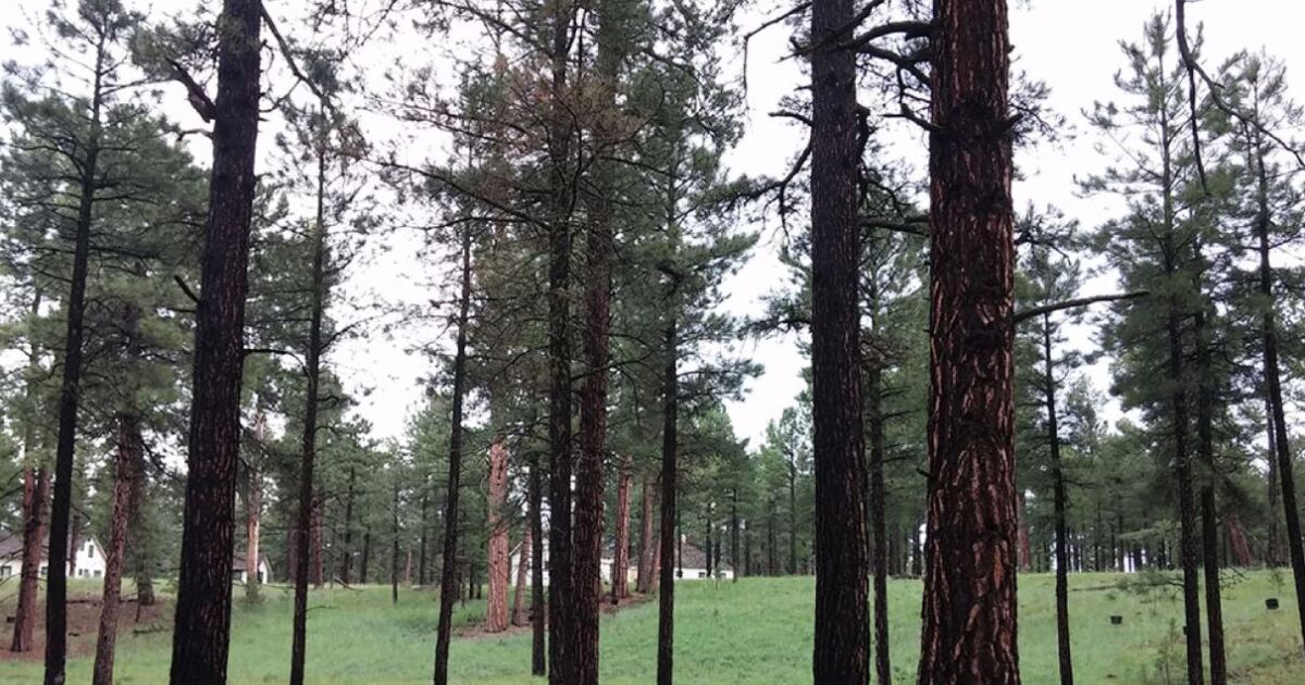 Coconino National Forest Begins Thinning to Combat Overcrowding Risks - Kitchen Table News Coconino National Forest targets 1,500 acres for thinning to prevent fire, flood risk