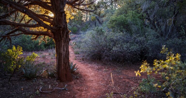 Coconino National Forest’s Seasonal Closures Protect Wildlife Habitat Coconino National Forest’s Seasonal Closures Protect Wildlife Habitat