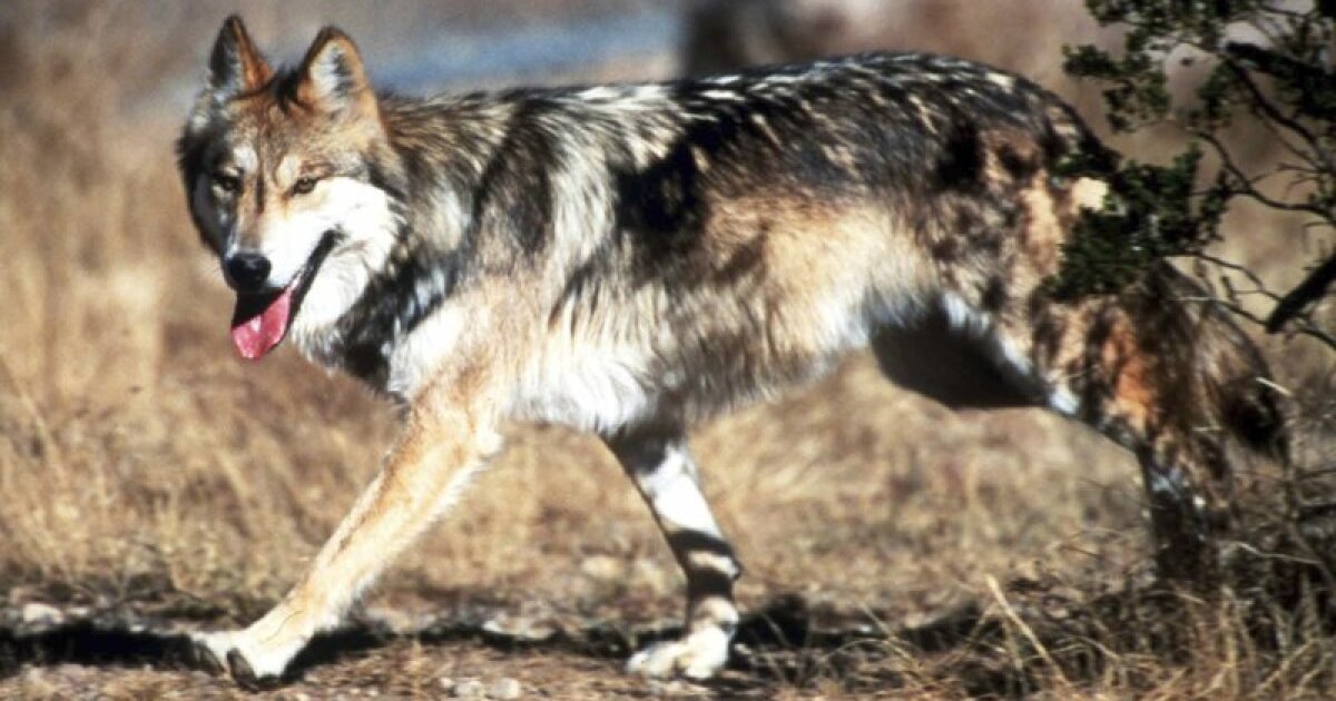 Debate Over Downgrading Mexican Gray Wolves from Endangered Status - Kitchen Table News Advocates alarmed as states moves to downlist Mex Gray wolf from endangered to threatened