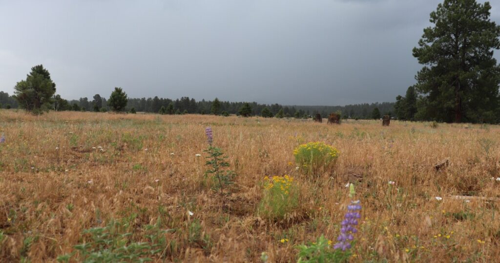 Earth Notes: The Scent of Rain
