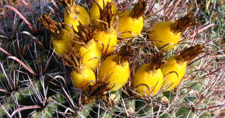 Exploring the Culinary and Cultural Uses of Arizona’s Barrel Cactus Exploring the Culinary and Cultural Uses of Arizona’s Barrel Cactus