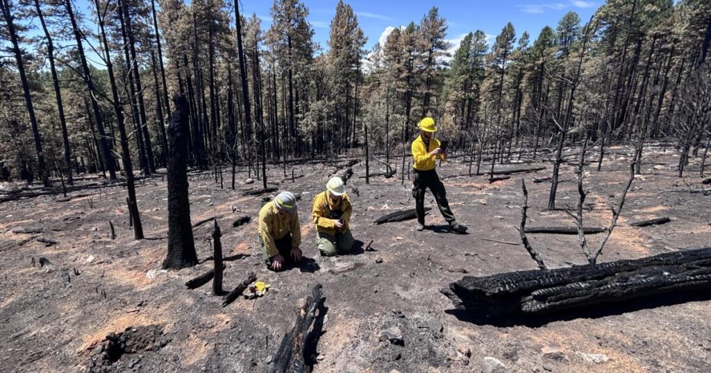 Scientists say a majority of the Pocket Fire burned at low severity