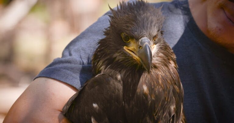 Protect Arizona Bald Eagles: Dispose Fishing Lines Responsibly This July 4th Protect Arizona Bald Eagles: Dispose Fishing Lines Responsibly This July 4th