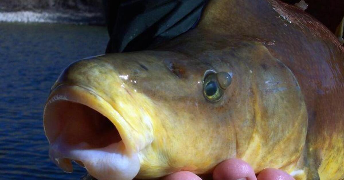 This Colorado River fish is no longer endangered, but it may need more protection