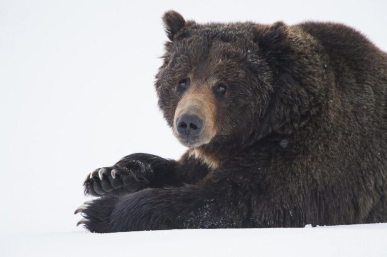 Trump’s Plan Returns Grizzly Bear Management to States in Lower 48