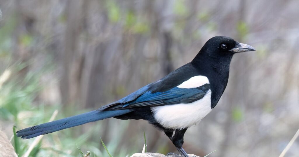 Earth Notes: Magpies