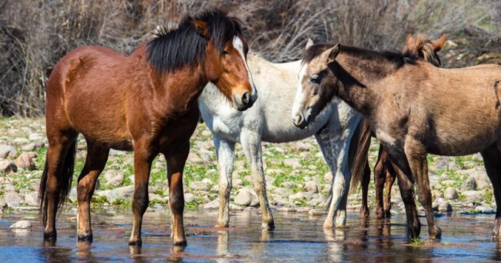 Arizona Governor Unveils New Plan for Tonto National Forest Wild Horses