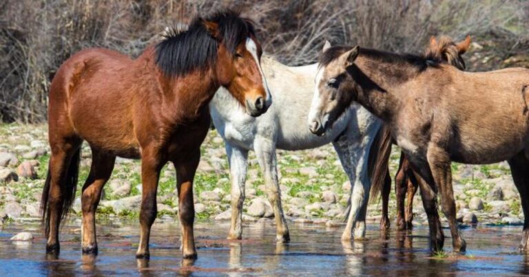 Arizona Governor Unveils New Plan for Tonto National Forest Wild Horses