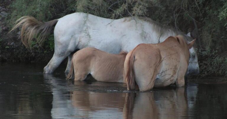 Updated plan for wild Salt River horses means higher population goal, pause on removals