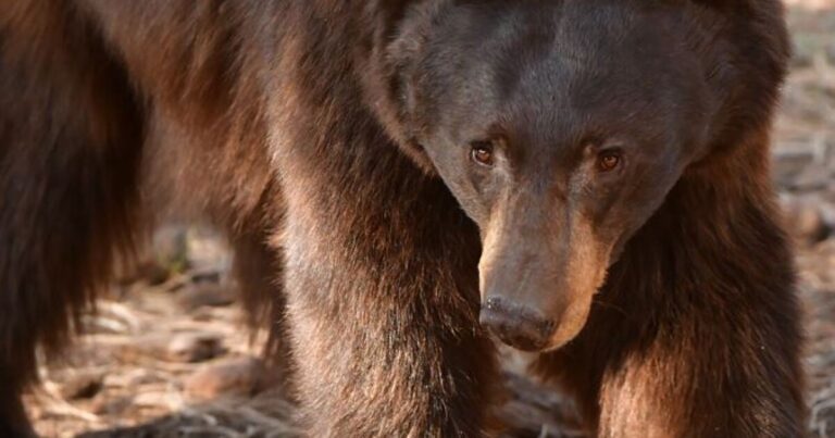 Bear Attack in Navajo Nation Claims Life; Authorities Warn Public Bear Attack in Navajo Nation Claims Life; Authorities Warn Public