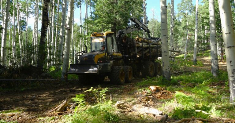 Forest Thinning Project Aims to Prevent Wildfire Threat near Flagstaff