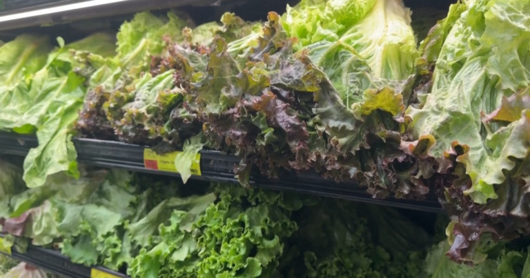 Resume regular lettuce consumption, health dept says: cyclosporiasis outbreak peaked