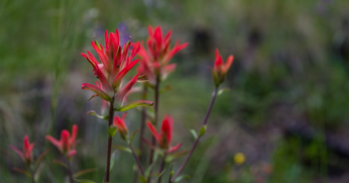 Monsoon Rains Paint the Colorado Plateau with Vibrant Wildflower Colors Monsoon Rains Paint the Colorado Plateau with Vibrant Wildflower Colors