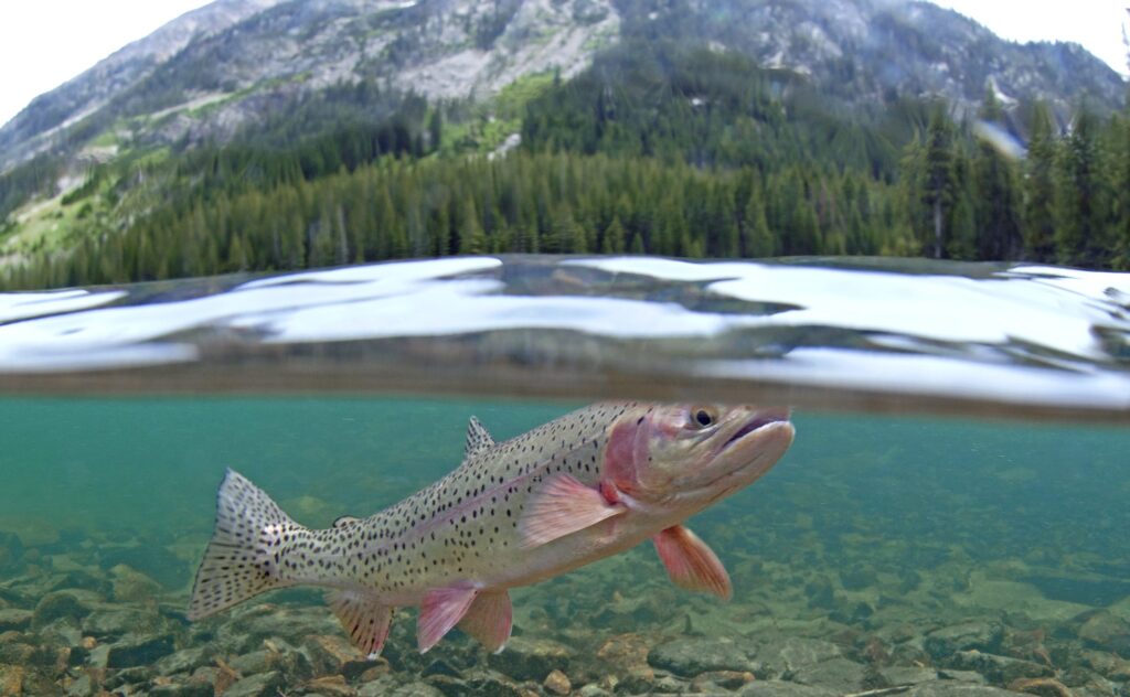Montana restricts fishing on 24 rivers to protect cold-water fish species