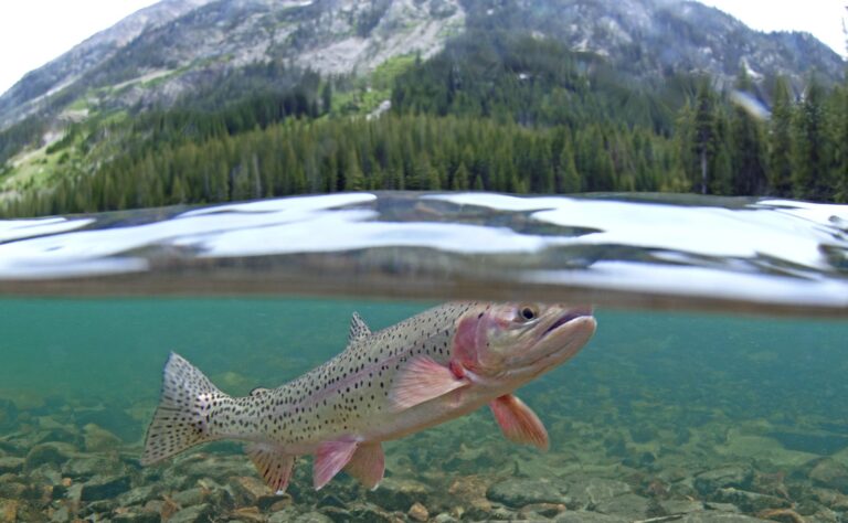 Montana restricts fishing on 24 rivers to protect cold-water fish species