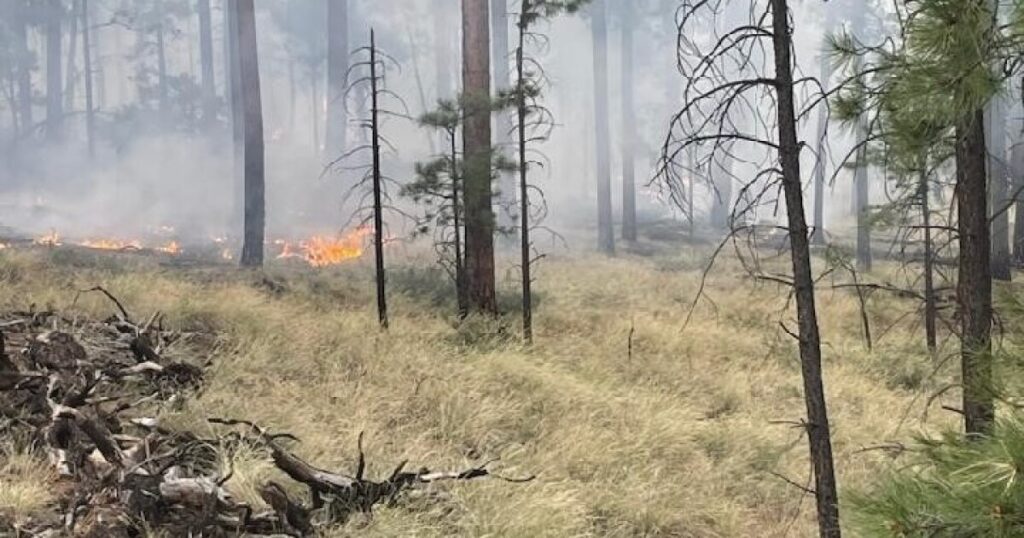 Research Reveals Historical Patterns of Extensive Wildfires in Arizona