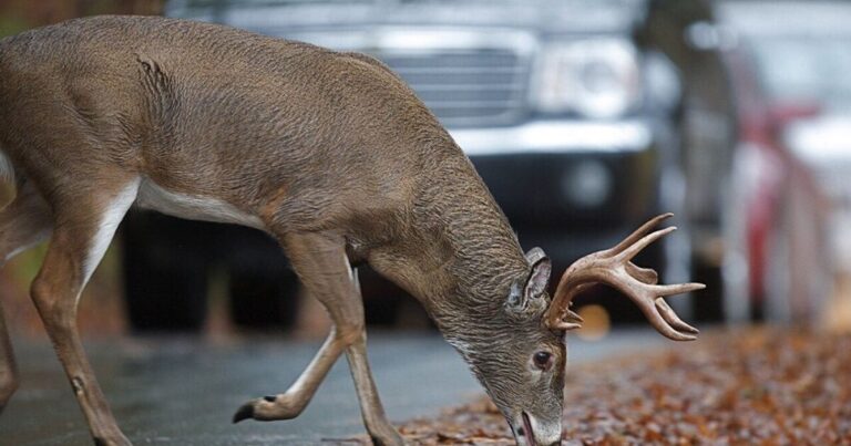 Earth Notes: Wildlife Width Calculator