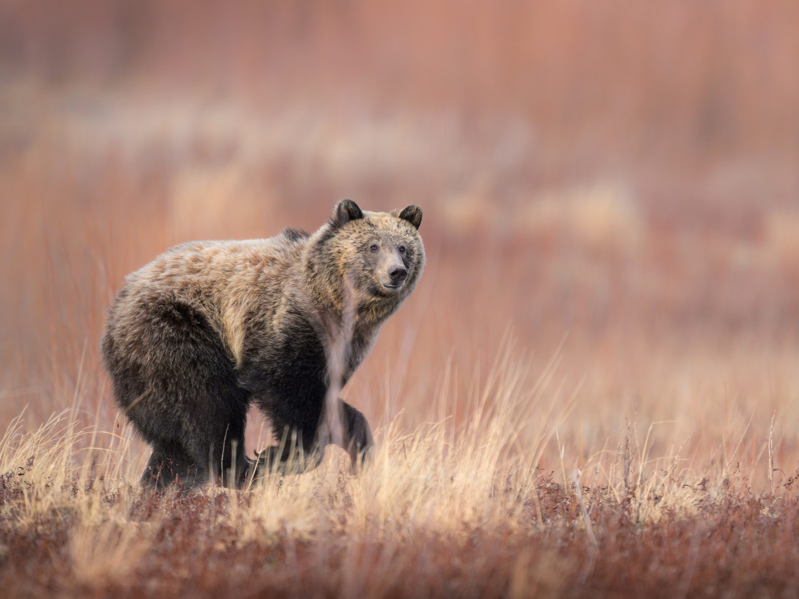 Study Reveals Dogs May Increase Bear Encounter Risks in the - Kitchen Table News Think your dog makes you safer in bear country? The data says otherwise.