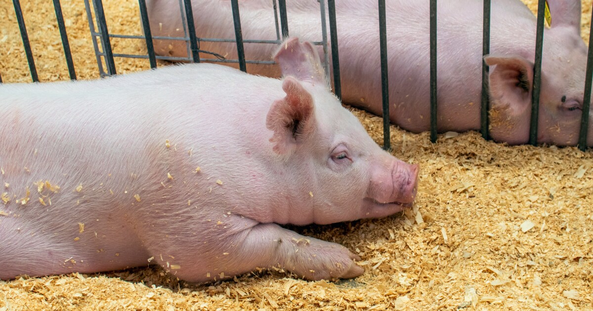 Swine Flu Case Confirmed After Kent County Youth Fair Pig Illnesses Swine Flu Case Confirmed After Kent County Youth Fair Pig Illnesses
