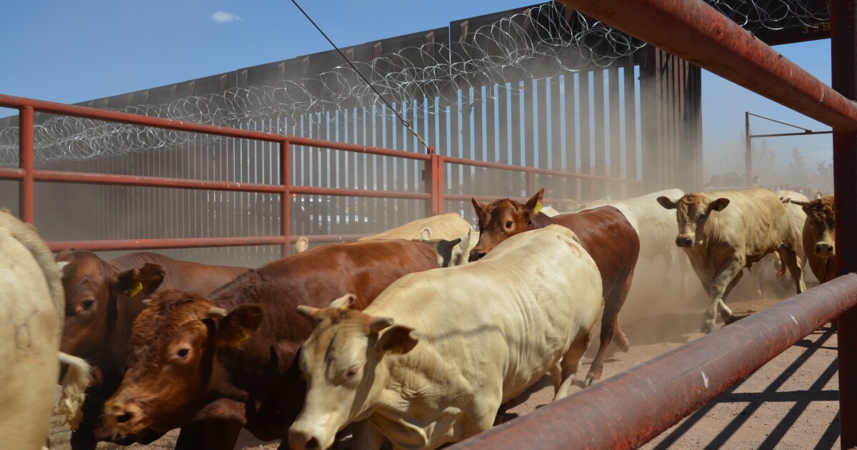 U.S.-Mexico Border Reopens for Cattle After Screwworm Outbreak