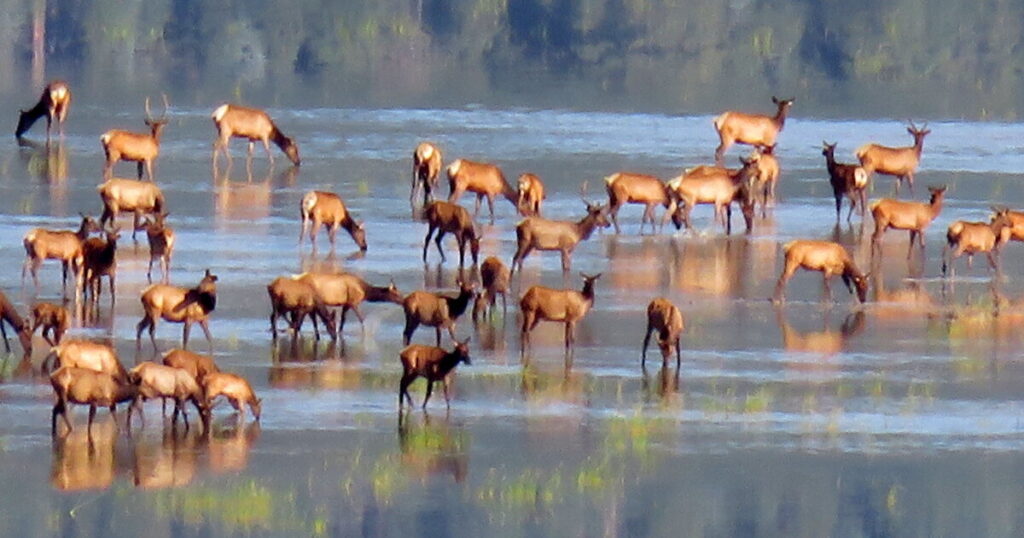 Arizona Hunters Help Prevent Chronic Wasting Disease in Elk and Deer