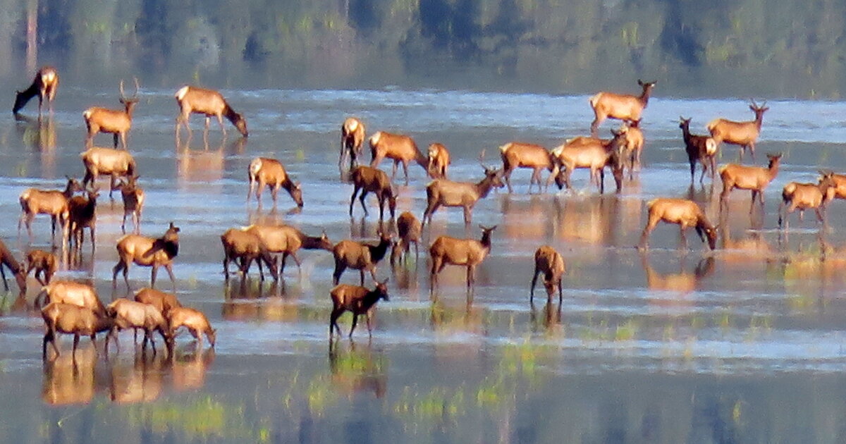Arizona Hunters Help Prevent Chronic Wasting Disease in Elk and Deer
