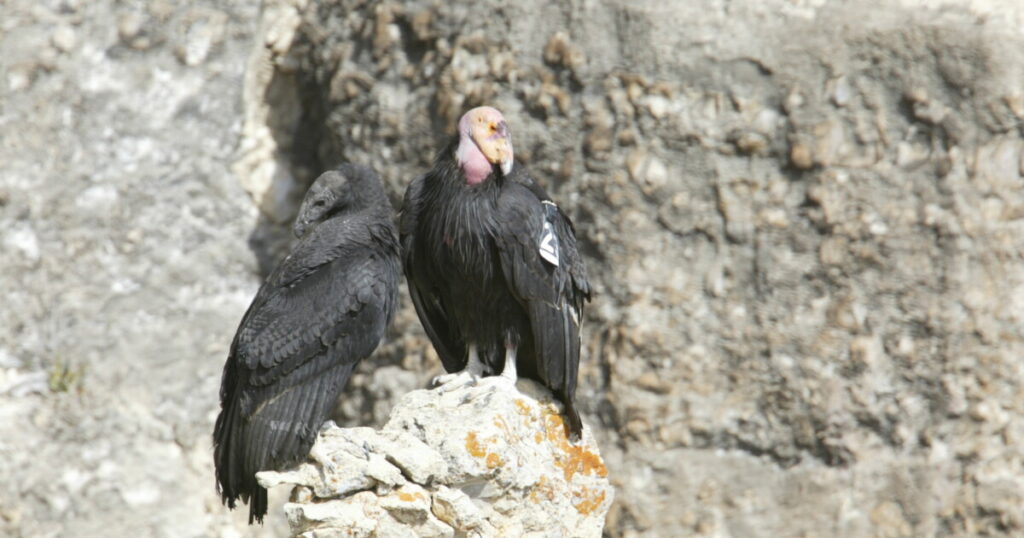 California Condors Set for Release at Vermillion Cliffs in September