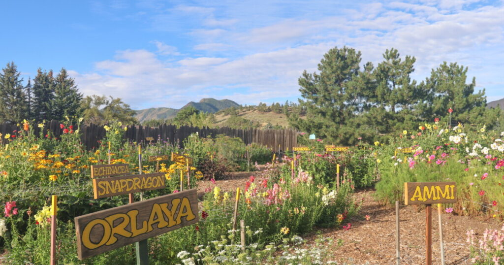 Cindy Wilson’s Free Flower Garden Brings Joy to Arizona Community