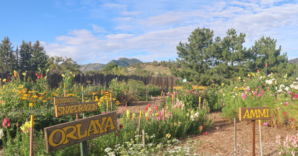Cindy Wilson’s Free Flower Garden Brings Joy to Arizona Community Cindy Wilson’s Free Flower Garden Brings Joy to Arizona Community