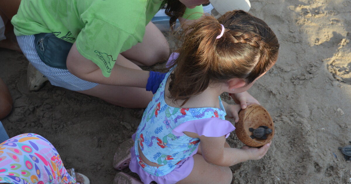 Concerns grow over tourism impact on Sonora’s sea turtle nesting site Concerns grow over tourism impact on Sonora’s sea turtle nesting site