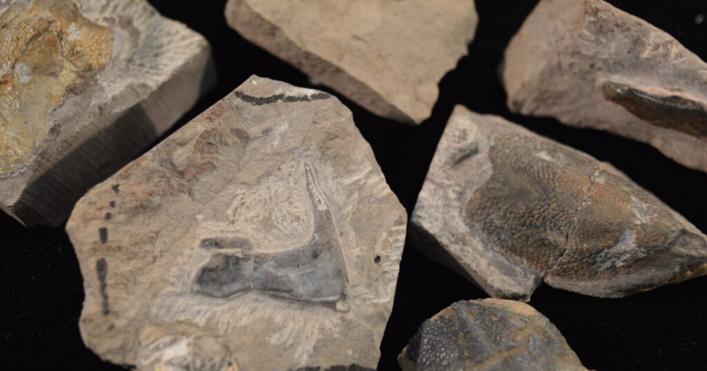 Discovery of Ancient Devonian Fish Fossils at Mt. Elden, Arizona