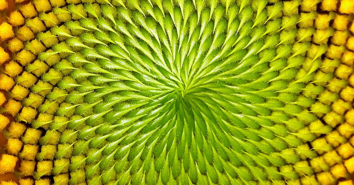 Exploring the Fibonacci Spiral: Sunflowers and the Golden Ratio Exploring the Fibonacci Spiral: Sunflowers and the Golden Ratio