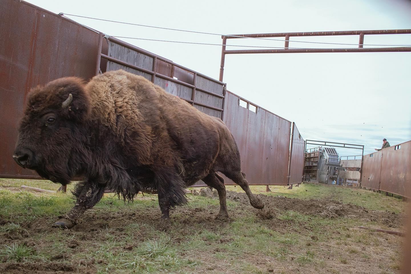 Federal Judge Allows American Prairie to Continue Grazing Bison on Allotments Federal Judge Allows American Prairie to Continue Grazing Bison on Allotments