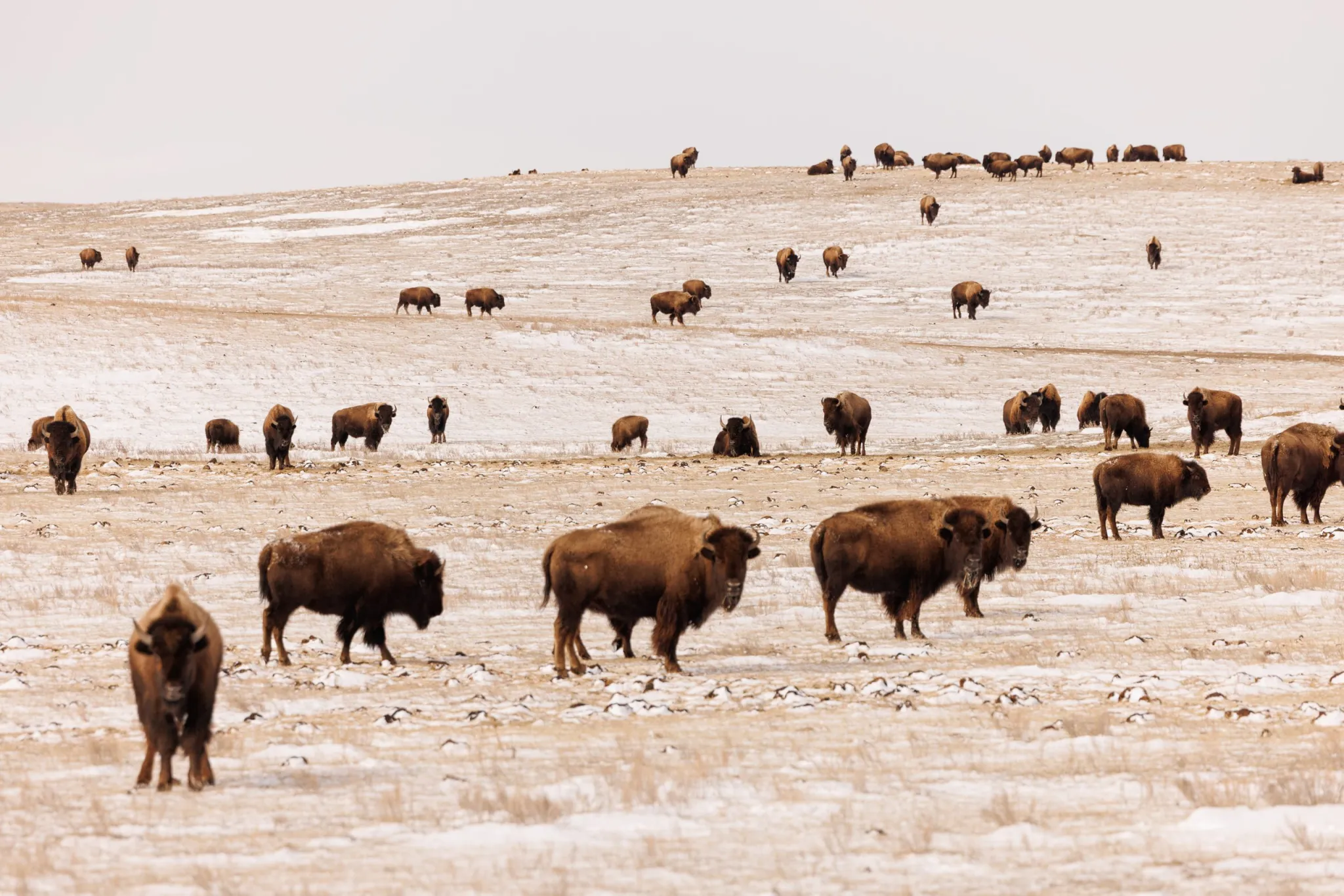 Montana Drops Lawsuit Against Yellowstone Over Bison Management Plan