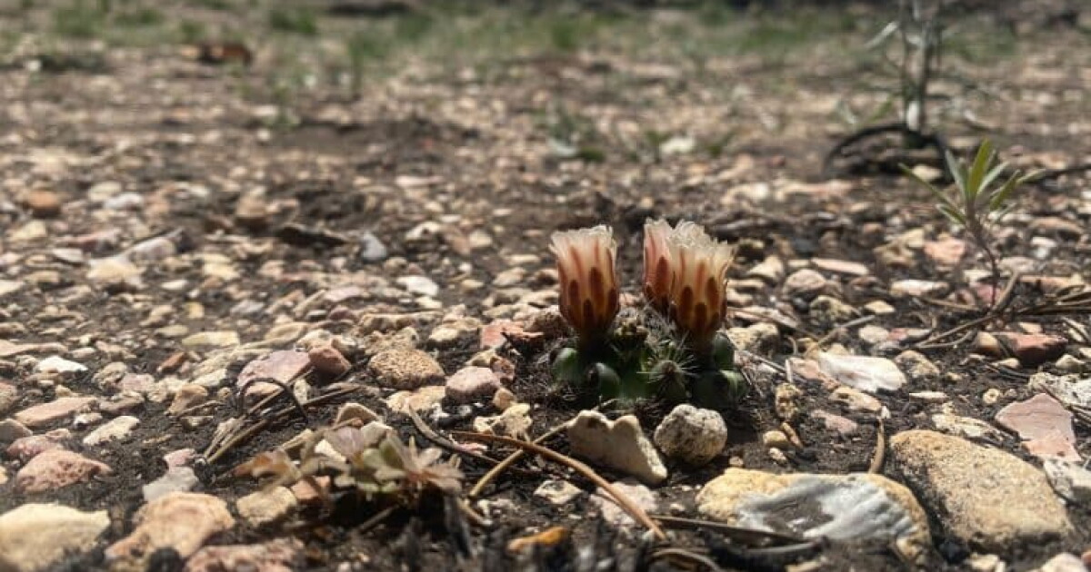 Paradine Plains Cactus: A Resilient Indicator of Wildfire Recovery Paradine Plains Cactus: A Resilient Indicator of Wildfire Recovery
