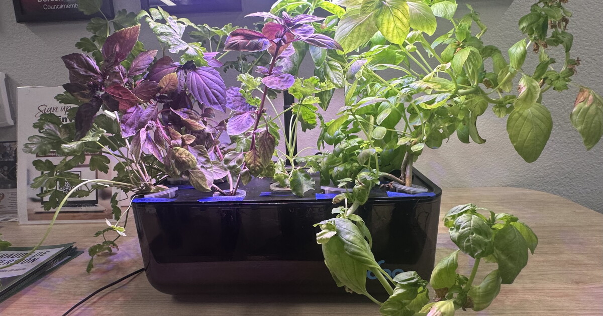 Tempe Offers Free Hydroponic Farming Classes to Arizona Residents