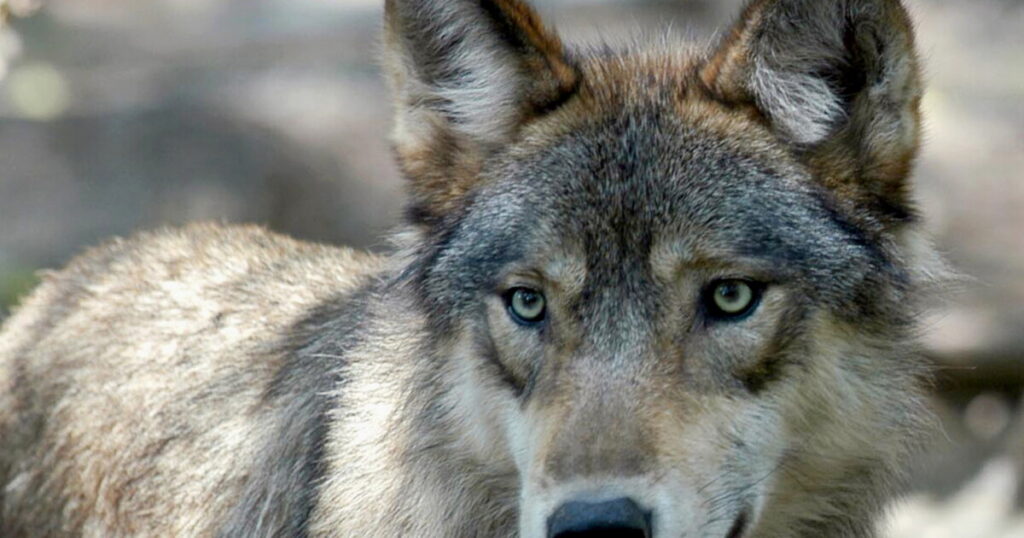 Trump Orders Review to Delist Mexican Gray Wolf from Endangered Status