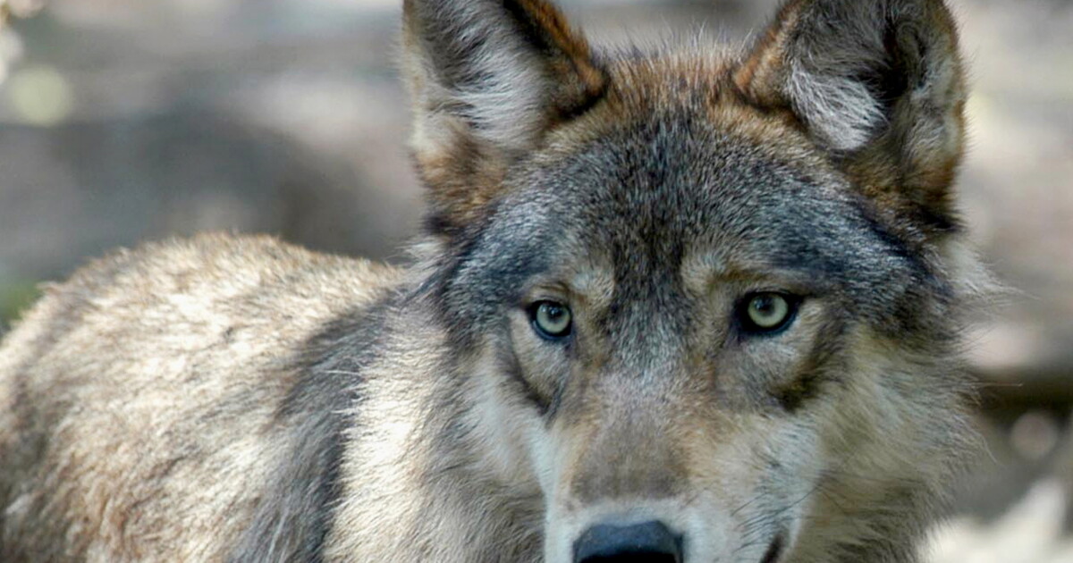 Trump Orders Review to Delist Mexican Gray Wolf from Endangered Status Trump Orders Review to Delist Mexican Gray Wolf from Endangered Status