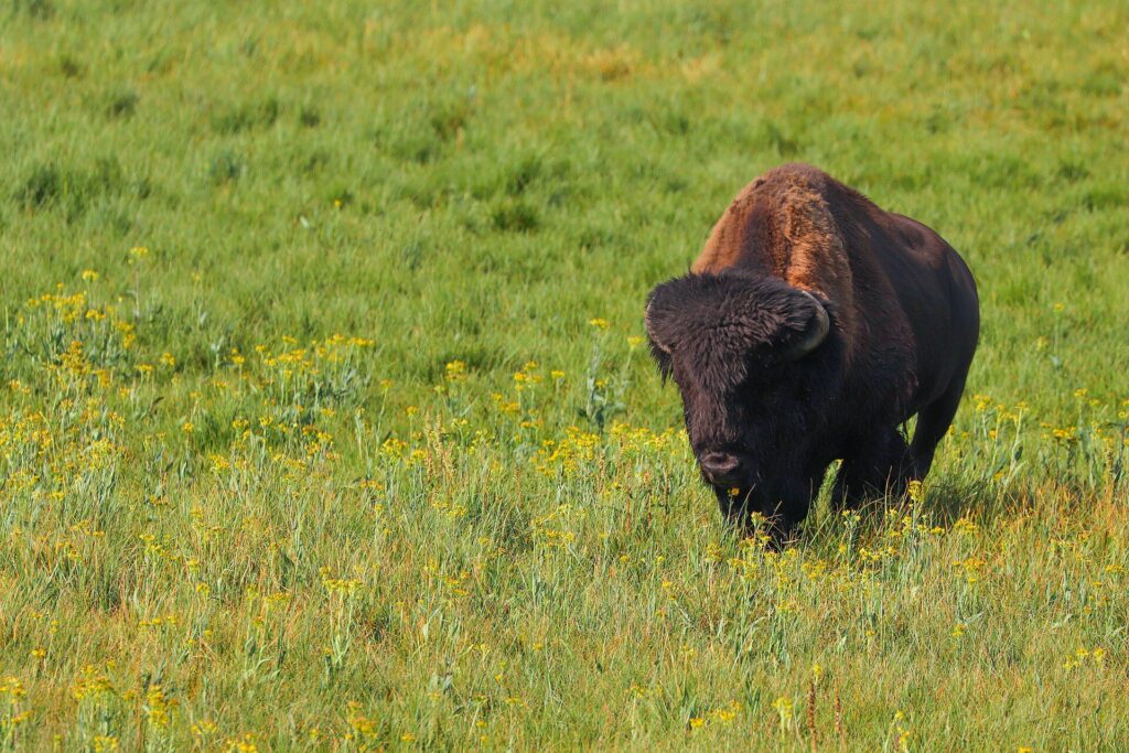 U.S. Court Blocks BLM from Removing American Prairie Bison from Grazing Lands