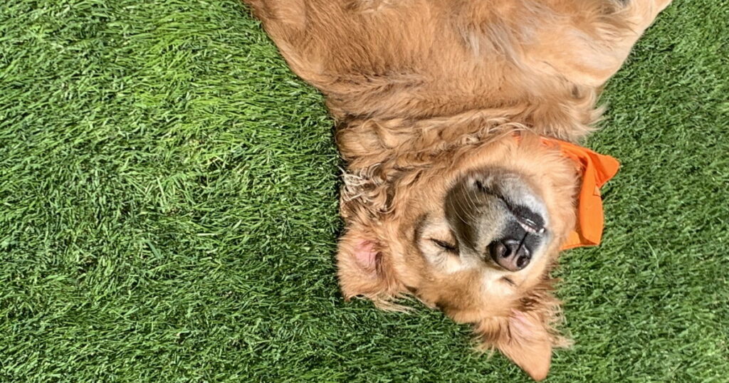 University of Arizona Develops AURAL-Pet System to Study Pet Interaction