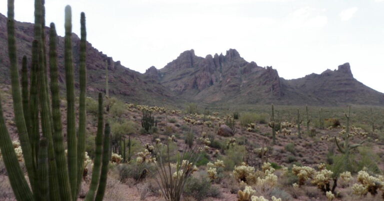 Border Wall Construction Threatens Saguaros in Organ Pipe Monument Border Wall Construction Threatens Saguaros in Organ Pipe Monument
