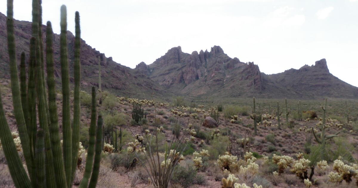 Border Wall Construction Threatens Saguaros in Organ Pipe Monument Border Wall Construction Threatens Saguaros in Organ Pipe Monument