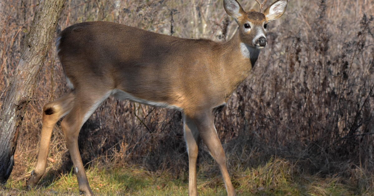 EHD Outbreak in Michigan: 12 Counties Report Surge in Deer Cases EHD Outbreak in Michigan: 12 Counties Report Surge in Deer Cases