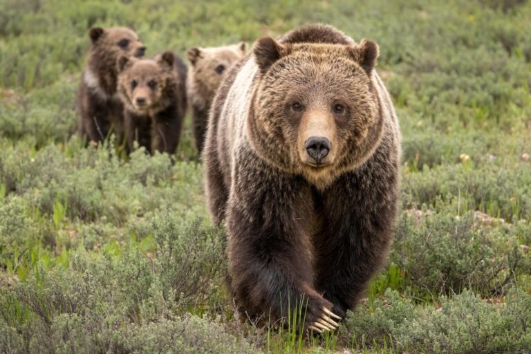 Endangered Species Act Faces Legal and Policy Challenges